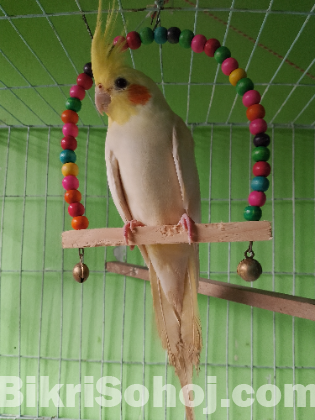 ককাটেল পাখি